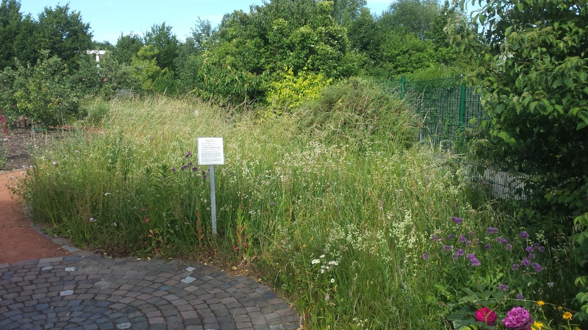 Wildbienenschaugarten Frankfurt summt